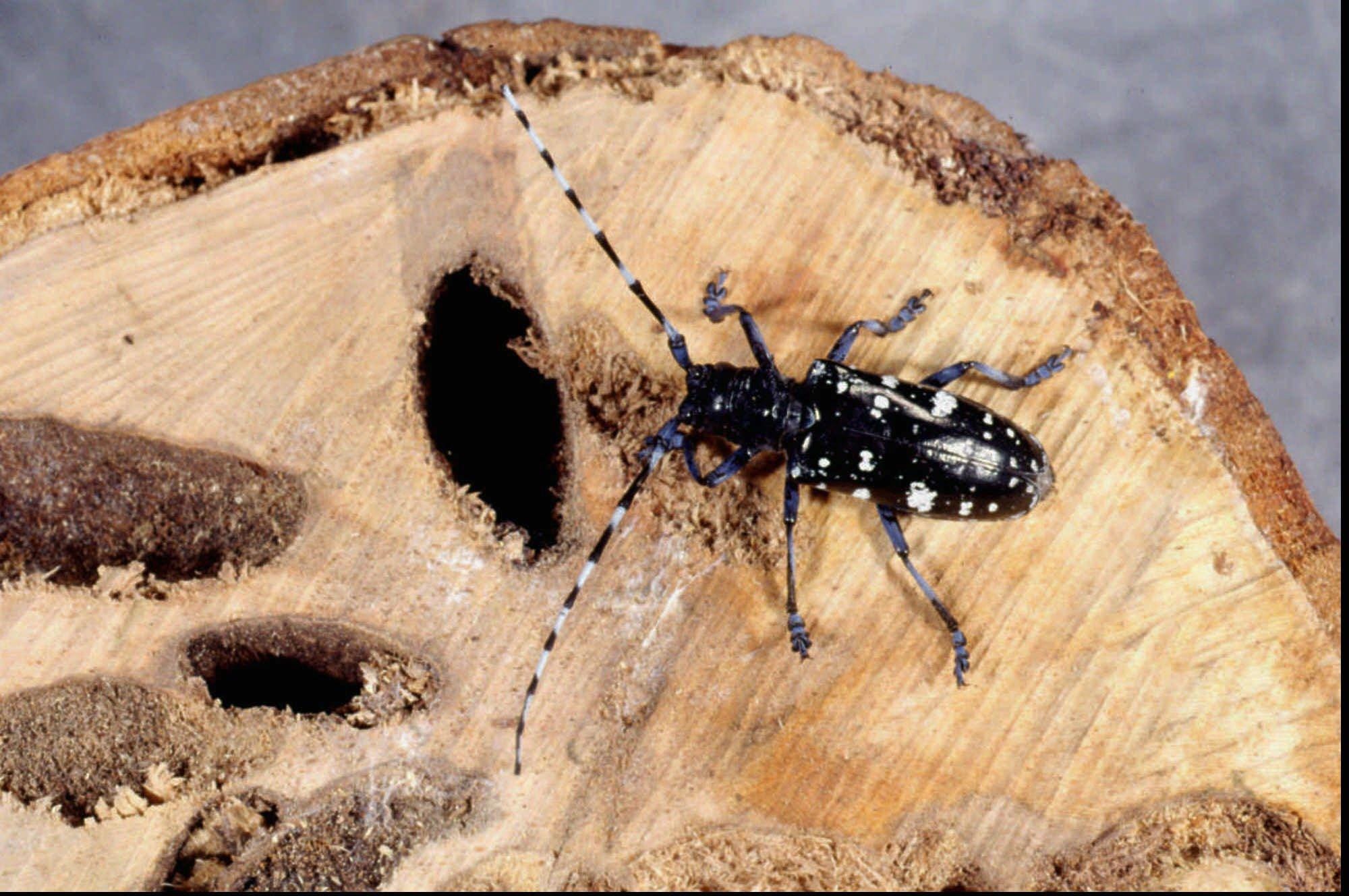 what does the asian longhorned beetle eat - wood Carrabian porn pictures